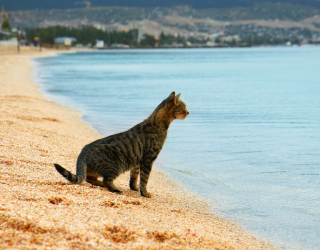 cat sits on the beach