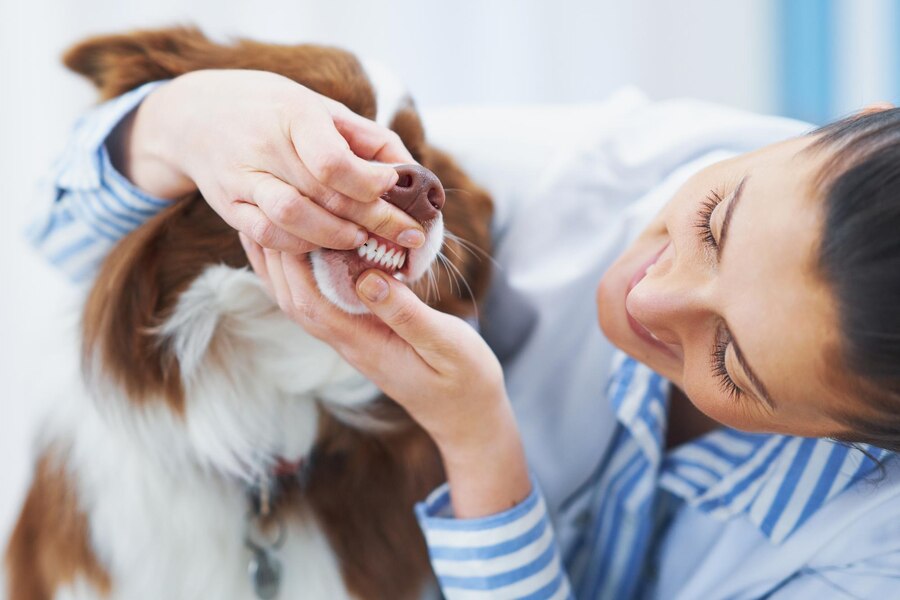 Veterinarian Checking Dogs Teeth