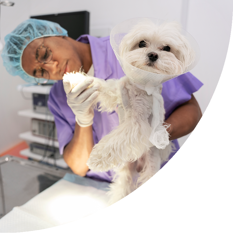 Veterinarian Checking Pets Paw