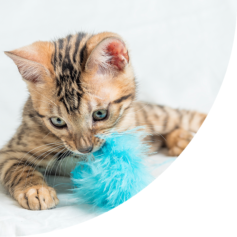 A Cat Playing with Blue Fluffy Toy
