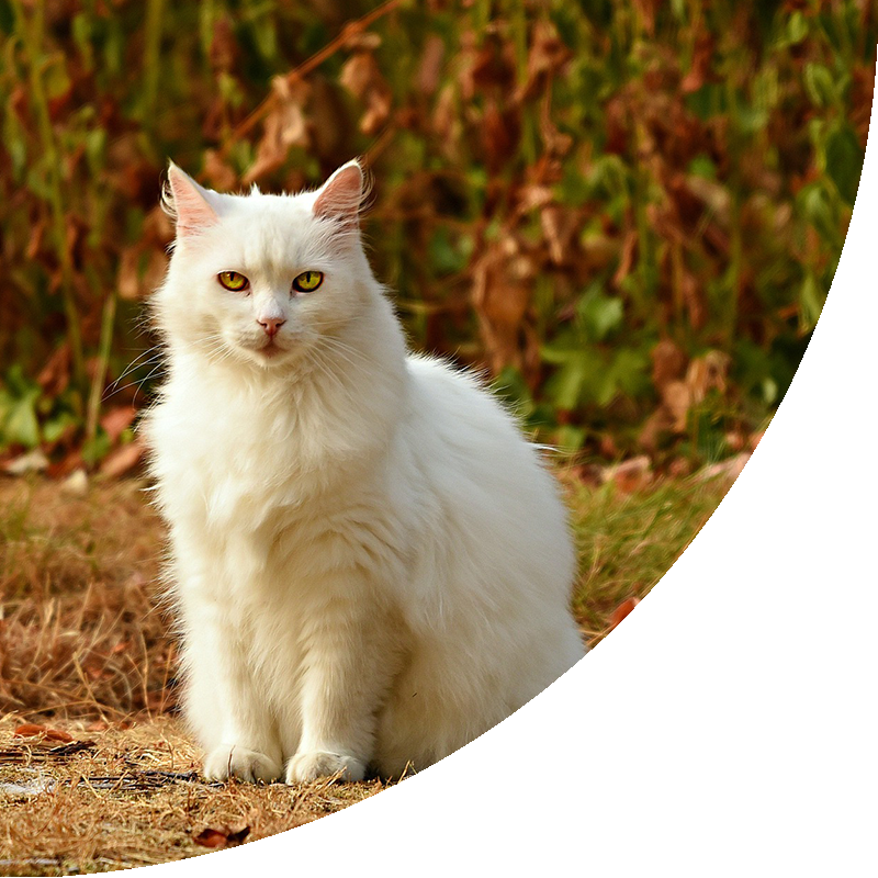 A White Cat Sitting on Grass