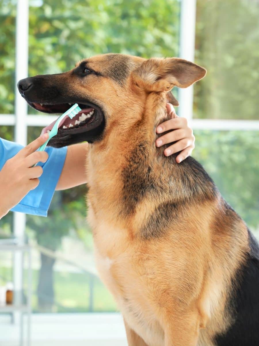 Vet cleaning dog's teeth with toothbrush