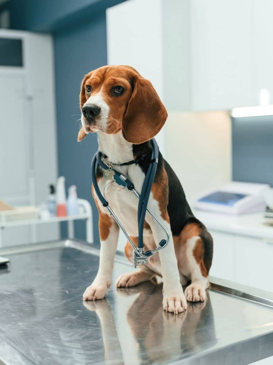A dog is sitting on the table