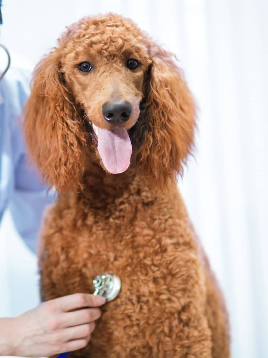 A vet examining cute dog