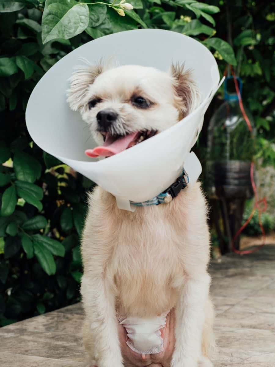 Dog abdomen surgery