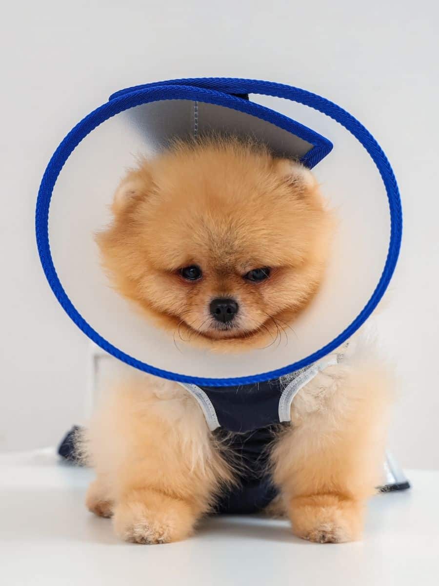 Pomeranian dog wearing cone