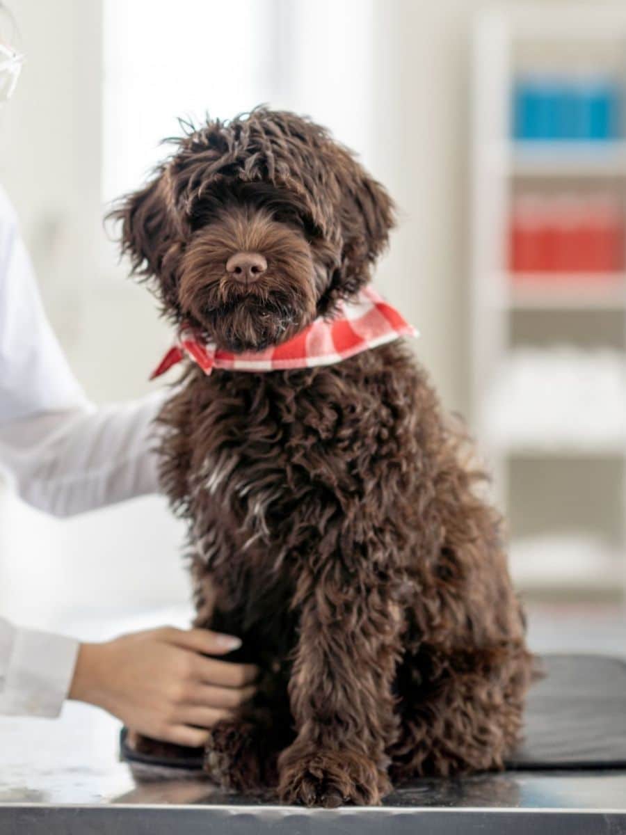 a brown dog sitting on a table