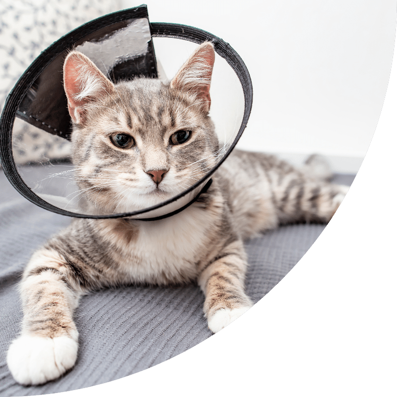 Veterinarian Checking Pets Paw