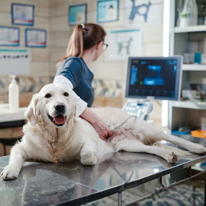 Vet performing an ultrasound scan on dog