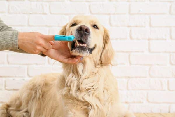 brushing teeth of cute dog