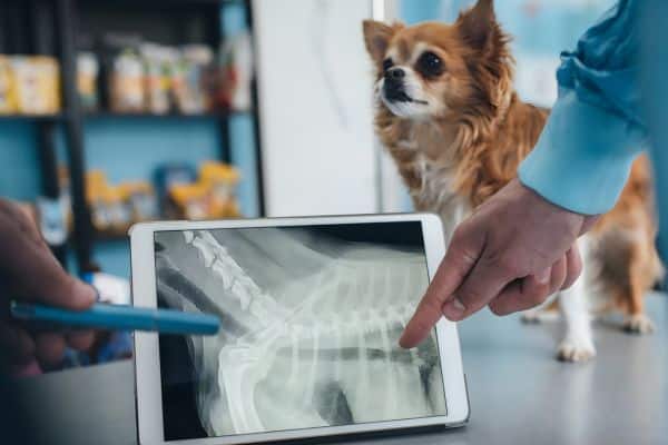 Vets examining X-ray