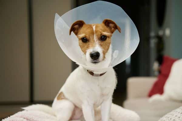 Dog with plastic cone