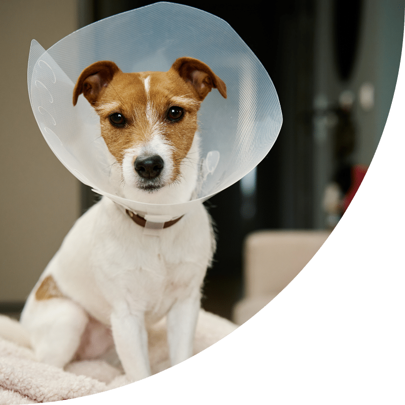 A Cat Playing with Blue Fluffy Toy