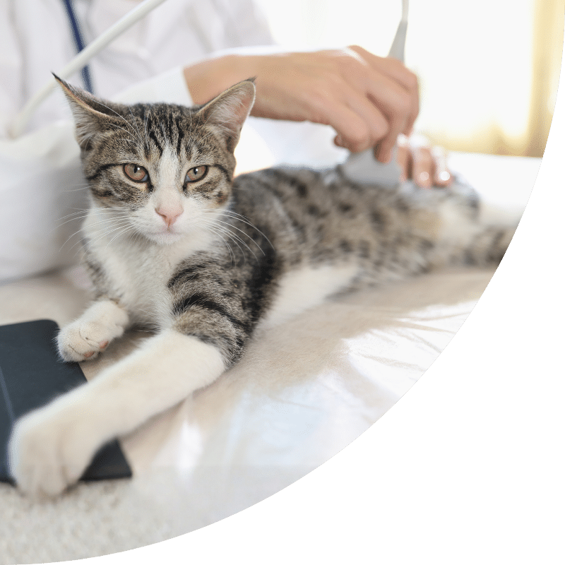 cardiac-ultrasound-banner