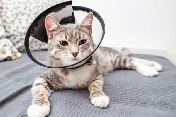 A cat with a cone