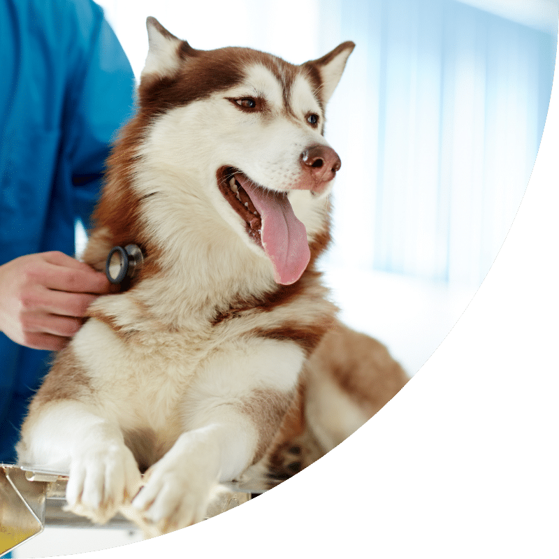 A White Cat Sitting on Grass