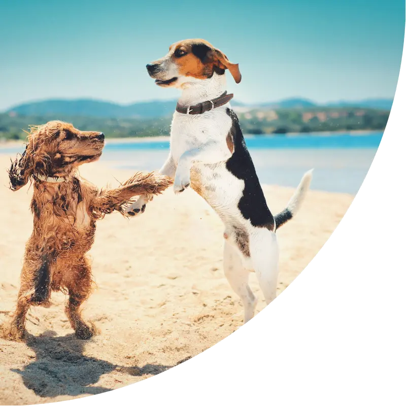 Two happy dogs on beach Puppies at the beach playing